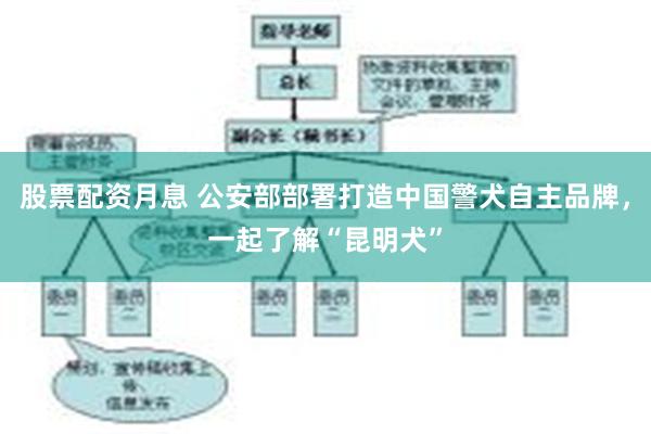 股票配资月息 公安部部署打造中国警犬自主品牌,一起了解“昆明犬”