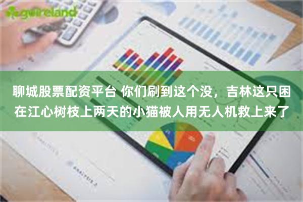 聊城股票配资平台 你们刷到这个没，吉林这只困在江心树枝上两天的小猫被人用无人机救上来了