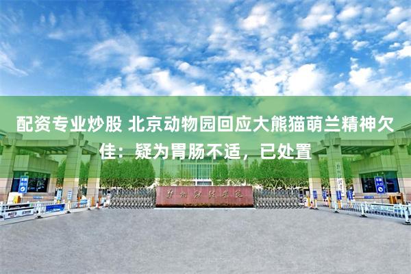 配资专业炒股 北京动物园回应大熊猫萌兰精神欠佳：疑为胃肠不适，已处置