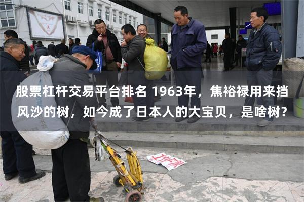 股票杠杆交易平台排名 1963年，焦裕禄用来挡风沙的树，如今成了日本人的大宝贝，是啥树？