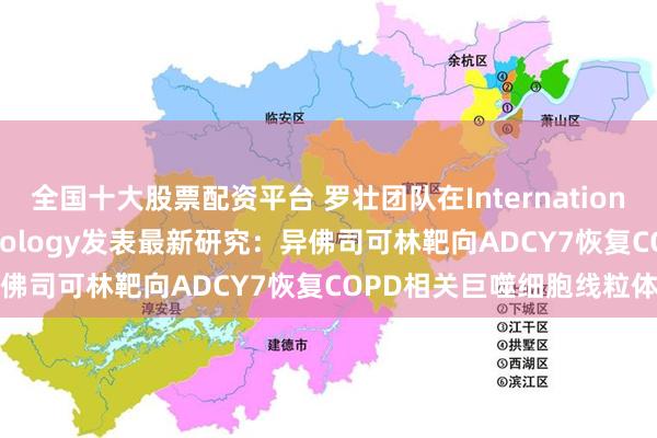 全国十大股票配资平台 罗壮团队在International Immunopharmacology发表最新研究：异佛司可林靶向ADCY7恢复COPD相关巨噬细胞线粒体功能