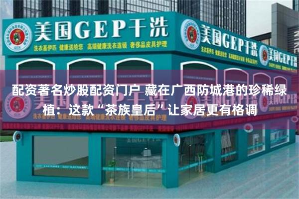 配资著名炒股配资门户 藏在广西防城港的珍稀绿植：这款“茶族皇后”让家居更有格调